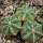 AZTEKIUM ritteri f. rotundum GCG 10005, El Barreal, 5 cm pot, 3 x SEEDLINGS