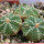 AZTEKIUM ritteri f. rotundum GCG 10005, El Barreal, 5 cm pot, 3 x SEEDLINGS