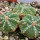 AZTEKIUM ritteri f. rotundum GCG 10005, El Barreal, 5 cm pot, 3 x SEEDLINGS