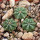 AZTEKIUM ritteri f. rotundum GCG 10005, El Barreal, 5 cm pot, 3 x SEEDLINGS