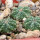 AZTEKIUM ritteri f. rotundum GCG 10005, El Barreal, 5 cm pot, 3 x SEEDLINGS