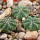 AZTEKIUM ritteri f. rotundum GCG 10005, El Barreal, 5 cm pot, 3 x SEEDLINGS