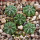 AZTEKIUM ritteri f. rotundum GCG 10005, El Barreal, 5 cm pot, 5 x SEEDLINGS