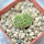 STROMBOCACTUS disciformis ssp. esperanzae VM 291, Xichu, two - headed  SEEDLING