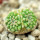 STROMBOCACTUS disciformis ssp. esperanzae VM 291, Xichu, two - headed  SEEDLING