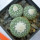 STROMBOCACTUS disciformis var. minimus VM 207, Pena Miler, 3 PIECES, 6,5 cm pot of SEEDLINGS