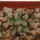 MAMMILLARIA bertholdii GCG 10006, San Pedro de Quichapa, Oax., SEEDLING