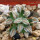 MAMMILLARIA bertholdii GCG 10006, San Pedro de Quichapa, Oax., SEEDLING