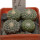 STROMBOCACTUS disciformis var. minimus VM 207, Pena Miler, 4 PIECES, 5 cm pot of SEEDLINGS