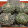 STROMBOCACTUS disciformis var. minimus VM 207, Pena Miler, 4 PIECES, 5 cm pot of SEEDLINGS