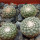 STROMBOCACTUS disciformis var. minimus VM 207, Pena Miler, 4 PIECES, 5 cm pot of SEEDLINGS