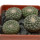 STROMBOCACTUS disciformis var. minimus VM 207, Pena Miler, 4 PIECES, 5 cm pot of SEEDLINGS