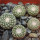 STROMBOCACTUS disciformis var. minimus VM 207, Pena Miler, 5 PIECES, 5 cm pot of SEEDLINGS