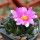 ARIOCARPUS bravoanus x VM 288, f. white flower, 2 SEEDLINGS