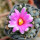 ARIOCARPUS bravoanus x VM 288, f. white flower, 2 SEEDLINGS