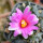 ARIOCARPUS bravoanus x VM 288, f. white flower, 2 SEEDLINGS