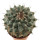 STROMBOCACTUS corregidorae VM 974, illustrative photo