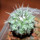 STROMBOCACTUS corregidorae VM 974, 2,8 cm, SEEDLING