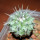 STROMBOCACTUS corregidorae VM 974, 2,8 cm, SEEDLING