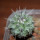 STROMBOCACTUS corregidorae VM 974, 2,8 cm, SEEDLING