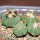 AZTEKIUM ritteri f. rotundum GCG 10005, El Barreal, 1,5 - 2,2 cm, 4 x SEEDLINGS