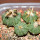 AZTEKIUM ritteri f. rotundum GCG 10005, El Barreal, 1,5 - 2,2 cm, 4 x SEEDLINGS