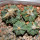 AZTEKIUM ritteri f. rotundum GCG 10005, El Barreal, 1,5 - 2,2 cm, 4 x SEEDLINGS