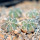 AZTEKIUM hintonii var. minor GCG 13116, S of Río San José, NL., 6,5 cm pot, 4x SEEDLINGS