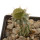 PSEUDOLITHOS caput-viperae, pot 7 cm, grafted offset