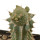 PSEUDOLITHOS caput-viperae, pot 7 cm, grafted offset