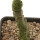 PSEUDOLITHOS dodsonianus, 5 cm pot, rooted offset