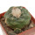 LOPHOPHORA koehresii, mother plants, seedlings