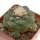 LOPHOPHORA koehresii, mother plants, seedlings