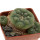 LOPHOPHORA koehresii, mother plants, seedlings