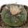 LOPHOPHORA koehresii, mother plants, seedlings