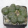 LOPHOPHORA alberto-vojtechii, VM 758 Vanegas, one pot, 9 plants, seedlings