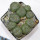 LOPHOPHORA alberto-vojtechii, VM 758 Vanegas, one pot, 9 plants, seedlings