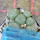 LOPHOPHORA alberto-vojtechii, VM 758 Vanegas, one pot, 9 plants, seedlings