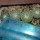 STROMBOCACTUS disciformis var. minimus VM 207, Pena Miler, 11 PIECES, 6,5 cm pot of SEEDLINGS