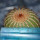 UEBELMANNIA pectinifera  aff. RNK 96, clone 22 , 7,5 cm, grafted