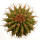 UEBELMANNIA buiningii f. green RNK 55, illustrative photo