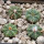 AZTEKIUM ritteri, 1,6 - 1,7 cm, 5 cm pot, 4 x SEEDLINGS