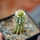 PSEUDOLITHOS caput-viperae, pot 6,5 cm, grafted offset