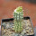 PSEUDOLITHOS caput-viperae, pot 6,5 cm, grafted offset