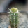 PSEUDOLITHOS caput-viperae, pot 6,5 cm, grafted offset