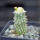 PSEUDOLITHOS caput-viperae, pot 6,5 cm, grafted offset