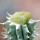 PSEUDOLITHOS caput-viperae, pot 6,5 cm, grafted offset