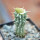 PSEUDOLITHOS caput-viperae, pot 6,5 cm, grafted offset