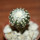 DISCOCACTUS horstii, 3 cm grafted SEEDLING