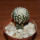 DISCOCACTUS horstii, 3 cm grafted SEEDLING